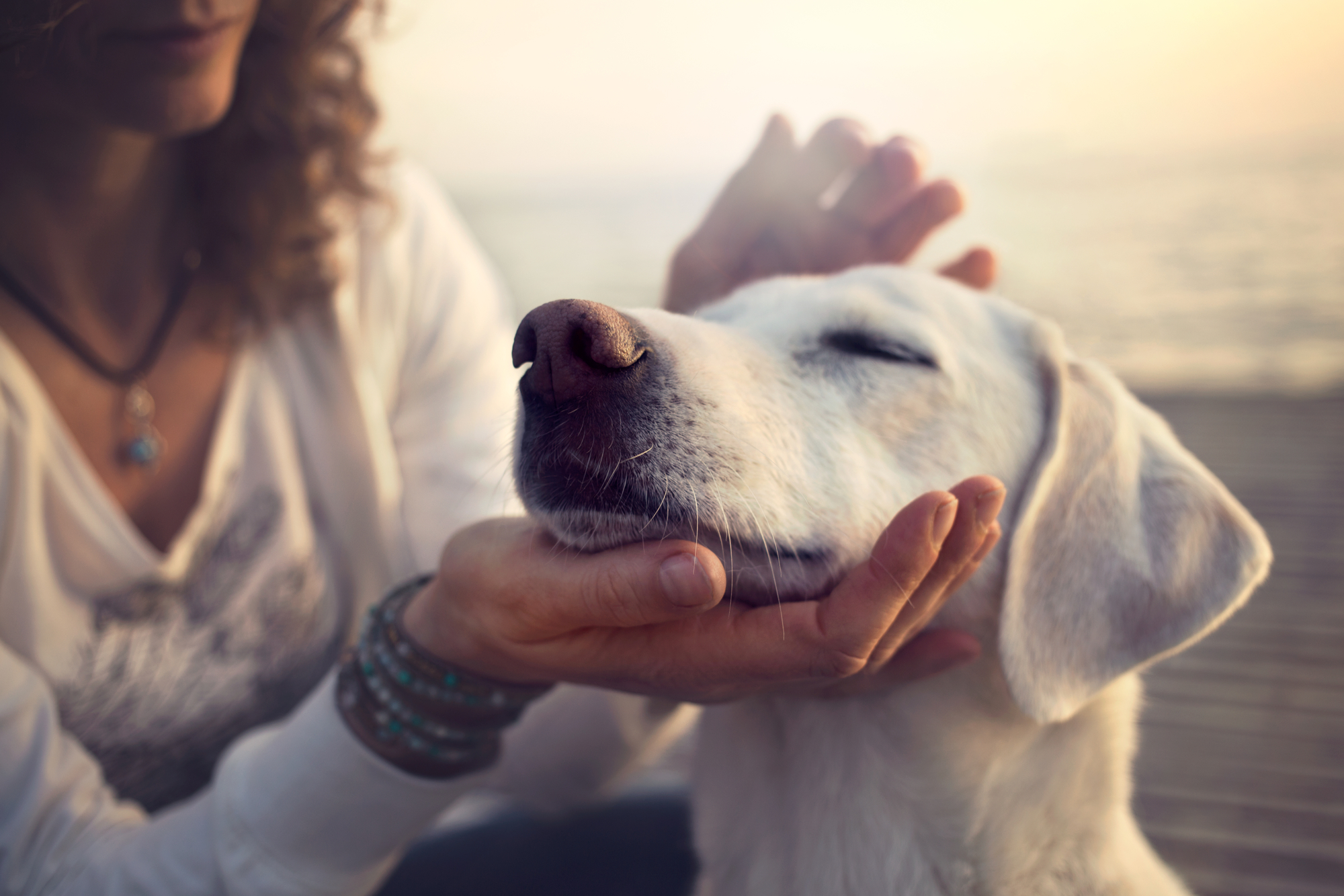 A person with curly hair gently cradles the face of a white dog, who has its eyes closed and appears content. They are outdoors near a body of water. The person is wearing a long-sleeved shirt and bracelets. The scene conveys a sense of calm and affection.