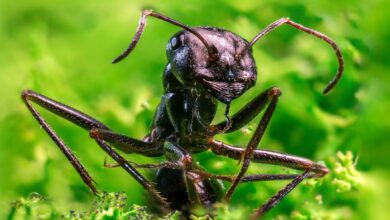 وزن 20 کوادریلیون مورچه زمین از همه پرندگان و پستانداران وحشی بیشتر است.