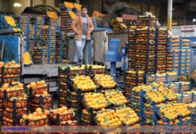 توزیع روزانه ۵ هزار تن سیب و پرتقال از اسفند ماه