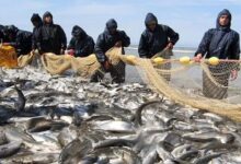 جزئیات صید ماهی در سال گذشته / تحقق ۷۰ درصدی برنامه صید