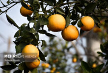 صادرات پرتقال ایرانی به چین/ بازار داخل مختل نمی شود