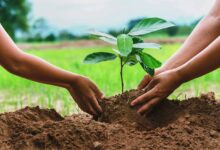 طرح کاشت یک میلیارد درخت از سال آینده آغاز می شود