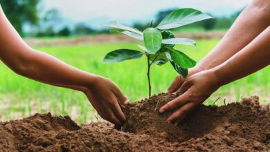 طرح کاشت یک میلیارد درخت از سال آینده آغاز می شود