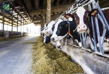 افزایش گاو و گوساله کشتاری در دامداری‌های کشور