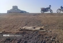 سپر حفاظتی یوزپلنگ ایرانی از تصادفات جاده‌ای پیشنهاد شد