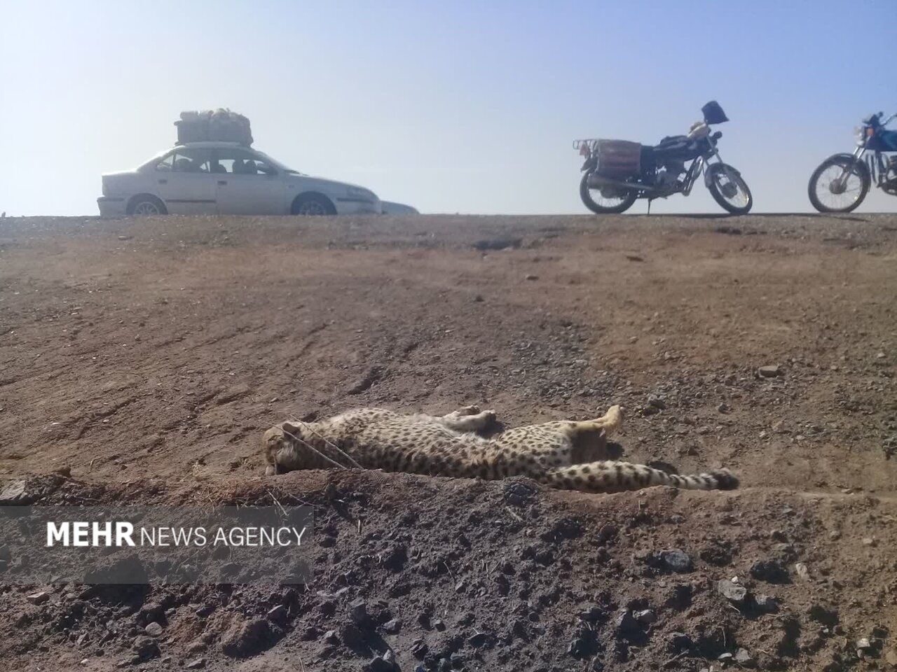 سپر حفاظتی یوزپلنگ ایرانی از تصادفات جاده‌ای پیشنهاد شد