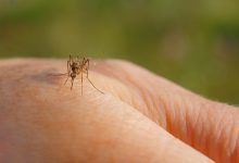 مالاریا یا مالاریا یک بیماری عفونی تهدید کننده زندگی است که توسط پشه پلاسمودیوم ایجاد می شود.
                      
              
                مالاریا یک بیماری است که توسط پشه آلوده به انگل منتقل می شود.