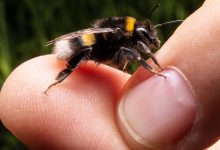 نیش زنبور عسل: تورم، آیا خطرناک است؟