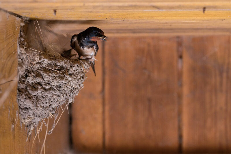 swallows nest2