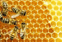 افزایش ۱۲ درصدی تولید عسل در لرستان