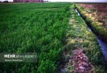 امحاء محصولات برخی از مزارع شیراز به دلیل استفاده از فاضلاب خام