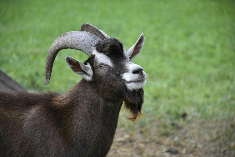 billy goat2