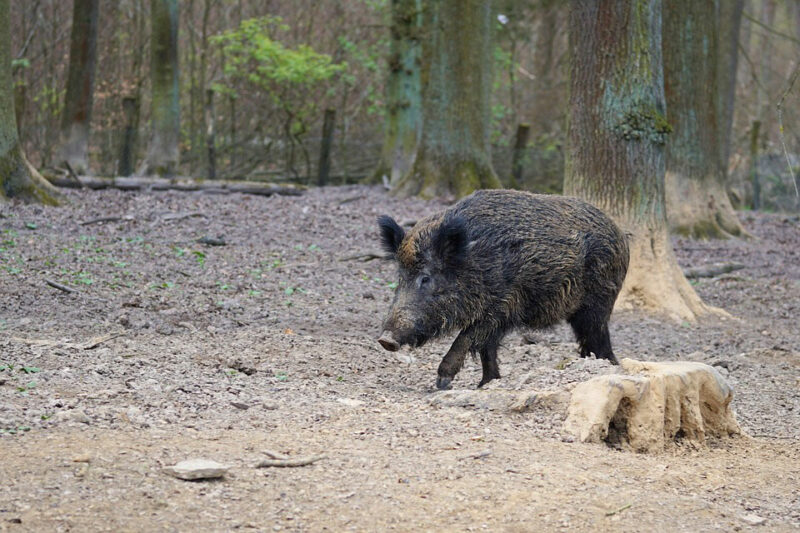 wild boar2