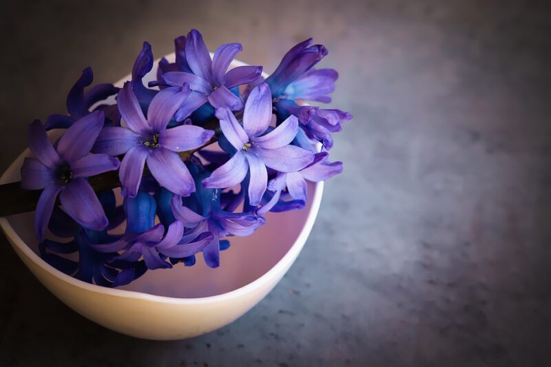hyacinth dream