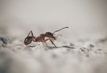 خوابهای مربوط به مورچه ها  تعبیر و تعبیر