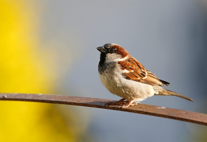 sparrow dream
