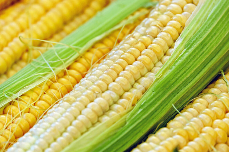corn2