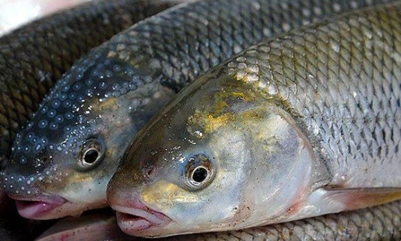 روند صادرات ماهی پرورشی استان بوشهر تسهیل شود