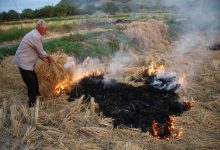 سوزاندن بقایای محصولات کشاورزی ممنوع و جرم است
