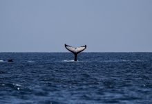 نهنگ  تعبیر و توضیح خواب
