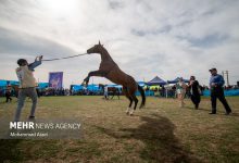 هفدهمین جشنواره اسب اصیل ترکمن در کلاله پایان یافت