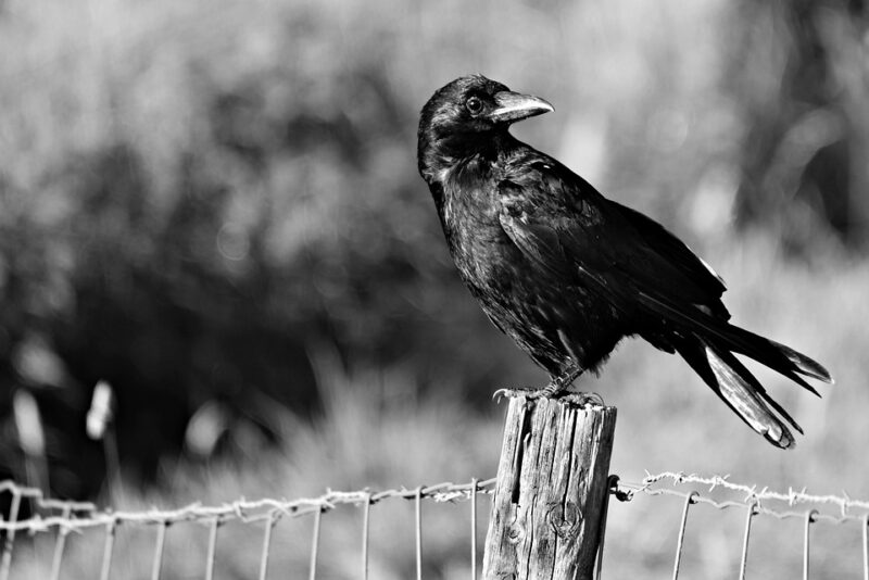 crow black white dream