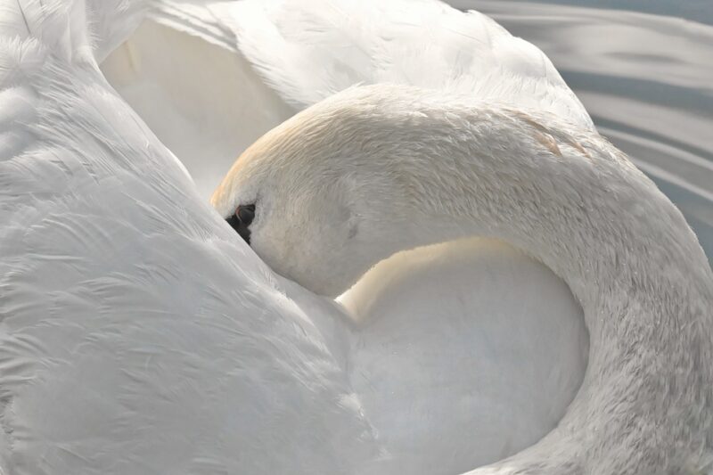 swan neck