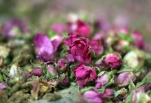 افزایش سطح زیر کشت گل محمدی در کهگیلویه و بویراحمد به ۱۷٠ هکتار