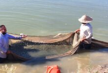 رهاسازی ۵۰۰ هزار قطعه بچه ماهی بومی در شوشتر