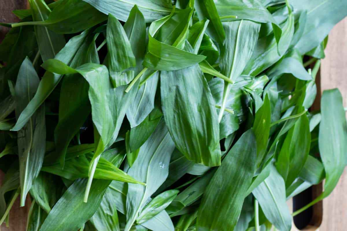 washed and dried wild garlic leaves