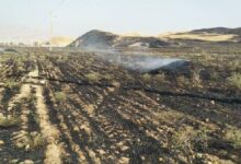 ۱٠ هکتار از بادامستان های چرام در آتش سوخت