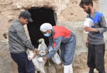 ۶۱ درصد دام های سبک روستاهای کردستان علیه تب مالت واکسینه شدند