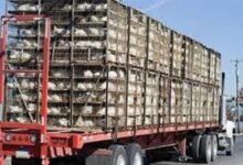 جریمه سنگین حمل کنندگان غیر مجاز مرغ زنده در کردستان