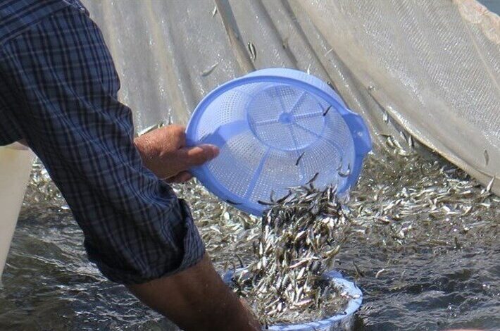 رهاسازی بچه ماهی سفید در رودخانه لوندویل آستارا