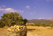 فائو سایت جدید میراث کشاورزی مهم جهانی در ایران را شناسایی کرد