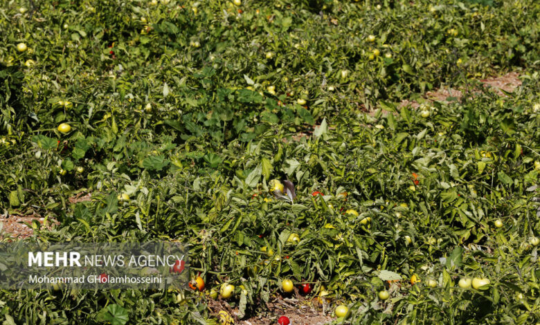 مبارزه بیولوژیک علیه آفات در ۴۰۰ هکتار از مزارع گوجه‌فرنگی بروجرد