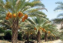 پرداخت ۴۱۰ میلیارد ریال تسهیلات برای اصلاح و نوسازی باغات بوشهر