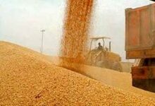 ۴۴۵ هزار تن گندم از زارعان آذربایجان غربی خریداری می شود