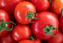 آیا می توانید ملخ پنهان را در بین گوجه فرنگی ها در 12 ثانیه پیدا کنید؟