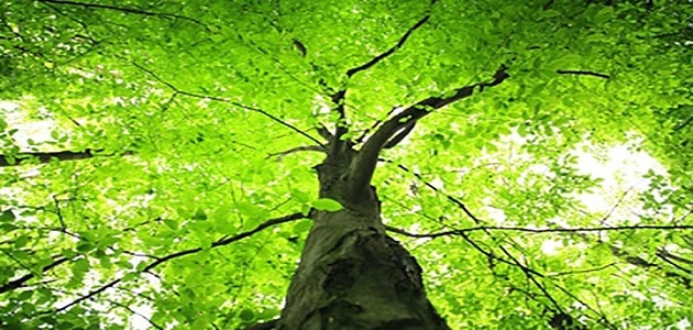 تعبیر خواب درختان سبز بلند برای زن متاهل