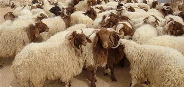 تعبیر دیدن گوسفند در خواب چیست؟