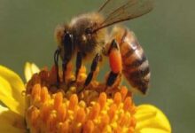 تعبیر دیدن زنبور عسل در خواب و تعبیر آن