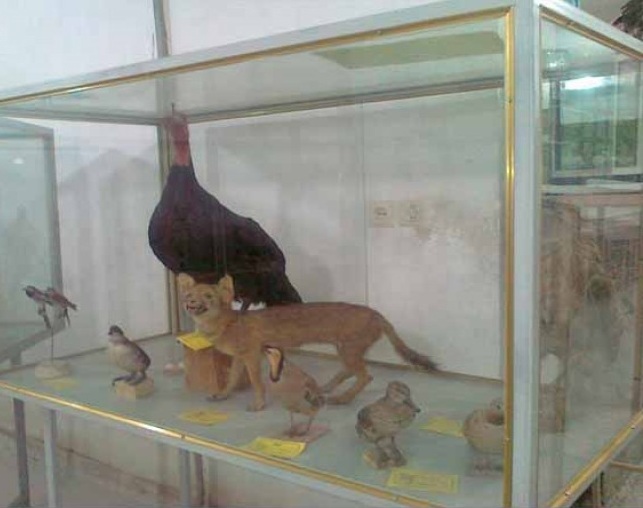 84 موزه مردم شناسی اردکان