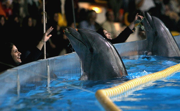 دلفین 14 پارک دلفین کیش