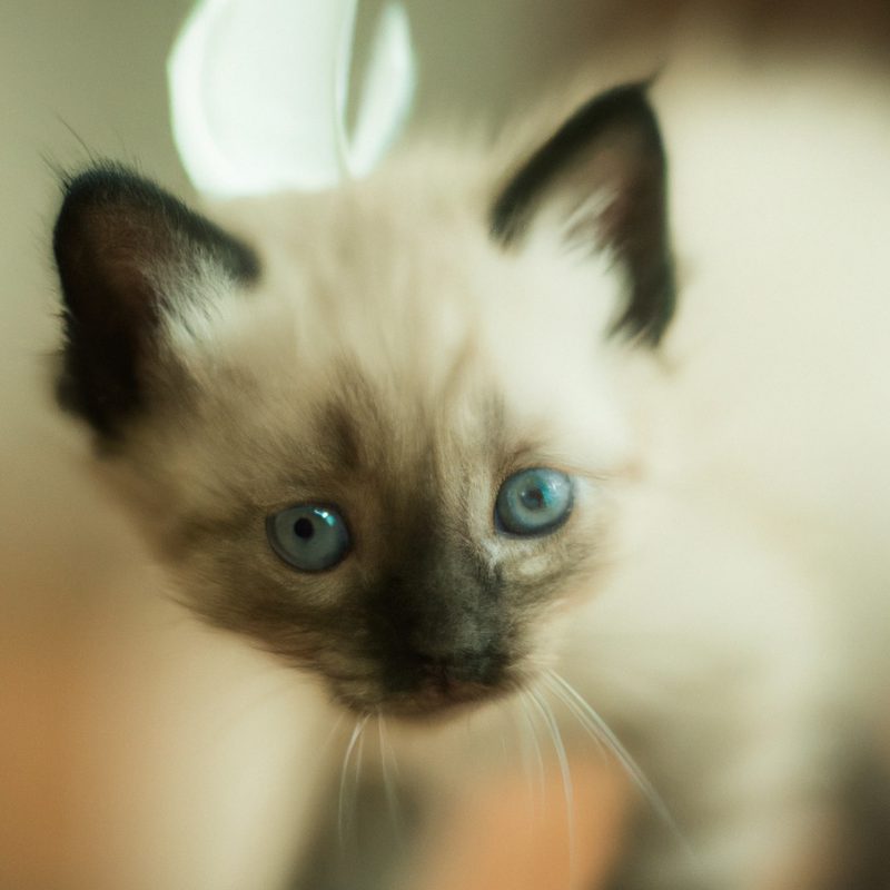 Portrait of a Siamese kitten