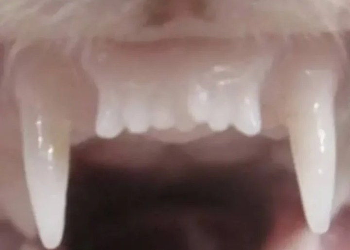 آزمایش داروی رشد مجدد دندان روی راسو
