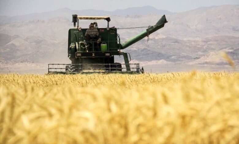 تولید گندم ایران امسال به ۱۴.۵ میلیون تن خواهد رسید