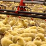 رشد ۲۹ درصدی جوجه ریزی در واحد‌های پرورش مرغ استان قزوین