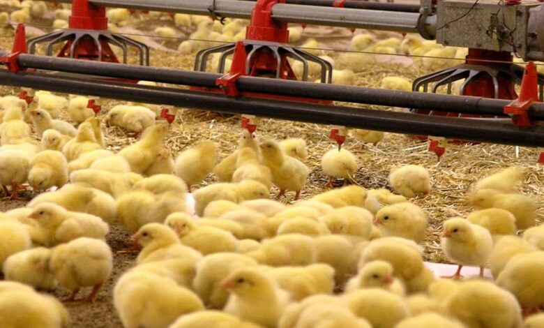 رشد ۲۹ درصدی جوجه ریزی در واحد‌های پرورش مرغ استان قزوین