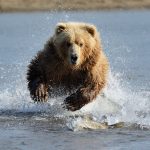 معنی رویاهای حمله خرس ها